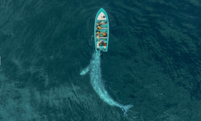 FOTO // O balenă uriașă se „joacă” și împinge cu botul o barcă cu turiști. Imagini spectaculoase surprinse din dronă